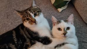 PET LOVE: Louth readers share their favourite pet photos