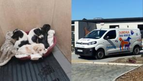 Dundalk Dog Rescue seek homes for puppies Kim, Bailey and Evan after rescue from the pound