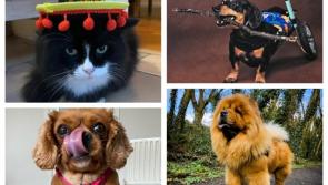 PICTURES: Spot the darling Louth pet sniffing out the Nose of Tralee 2024 title
