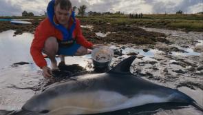 WATCH: Dolphins washed ashore on Louth beach saved by locals and Mary Wallopers member