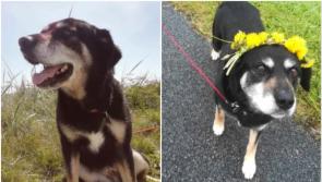 Can you help Roxy? Dundalk Dog Rescue make urgent appeal to find forever home for elderly dog
