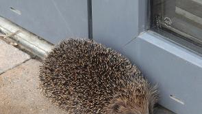Counting delayed in Dundalk due to a 'prickly' situation