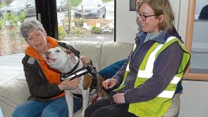 Unleashing  Hope: Dundalk's Canine Crusaders  
