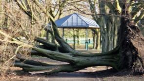 PICTURES: Destruction in Louth caused by Storm Éowyn 