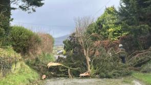 ALERT: Trees down across Louth due to Storm Éowyn
