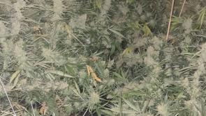Louth Gardaí uncover €233,000 cannabis grow house