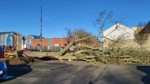 Louth TD urges emergency tree cutting measures to prevent storm damage