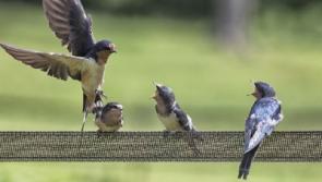 Dundalk is experiencing a shortage of swallows this summer. But why? 