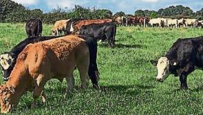 Trip Through Time: The coming of Spring and a poem