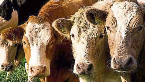 Louth IFA says urgent changes needed for disposal of fallen animals