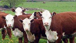 Louth IFA livestock chairman welcomes changes to Beef Data and Genomics Programme