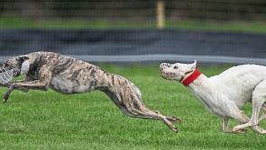Hounds led to a merry dance at local coursing meeting