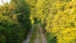 Funding announced to support and improve walking trails in Louth