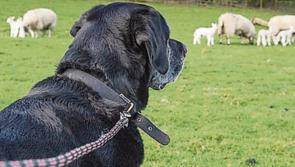 Louth Senator calls for harsher consequences for sheep-attack dog owners 