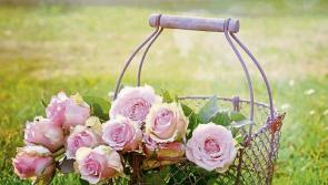 Trip Through Time: The roses are doing well this summer