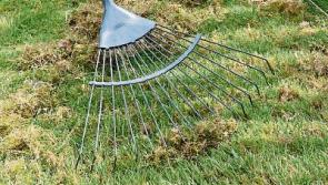 Gardening: What to do in the garden this month