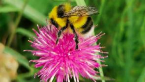 Louth County Council improves bird and insect habitats across Dundalk