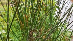 Trip Through Time: 'Broken Turn' on the road to Blackrock from Dundalk 