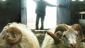 'Strangerland' falls short as Icelandic 'Rams' takes 1st prize