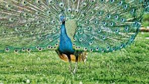 A big bird on the roof