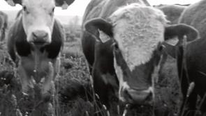 Louth IFA welcomes Minister Creed’s visit to Turkey on live exports