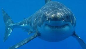 Could we see Great White sharks off the Irish Coast?
