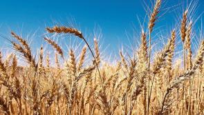 Weather set to compound income problem for many Louth farmers