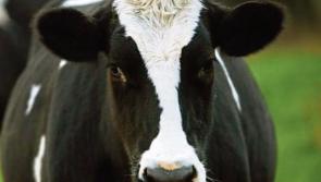 Louth IFA speaks out at crucial time of year for farmers