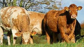 'Beef Plan Movement' set for first Monaghan meeting