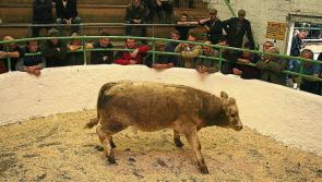 Buyers  to return to mart rings