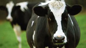 Louth IFA Dairy Chairman calls on co-ops to hold February milk prices