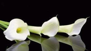 Deaths in Dundalk - Monday 15 July 2022