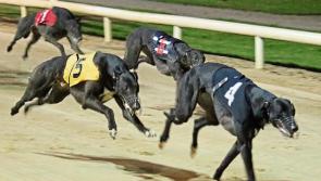 The latest greyhound results from Dundalk Stadium 
