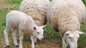 Louth IFA accuses factories of 'lining their own pockets' at expense of farmers