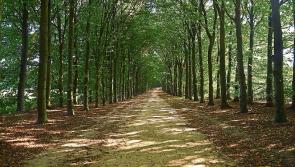 Calls made for more trees to be planted in Louth by LCC after record low in 2020