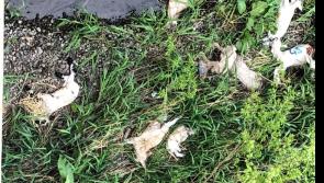 Dead lambs dumped over bridge in Louth