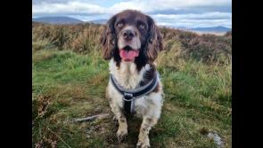 Search operation  for dog missing in Cooley mountains take place tomorrow