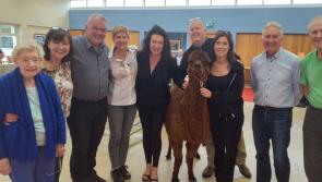 PHOTOS: The farmyard came to St Olivers in Dundalk