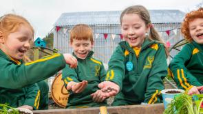 Louth primary schools urged to apply for free seed growing kits