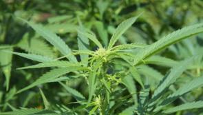 Gardaí discover cannabis plants growing in polytunnel in forest in Monaghan