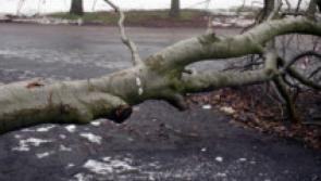 Over 4,000 homes without power in Louth after Storm Isha