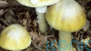 Wild mushrooms suspected of killing three who ate lunch together