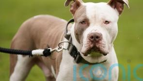 DEADLINE: XL Bully owners must get certificate to avoid imprisonment or €2,500 fine