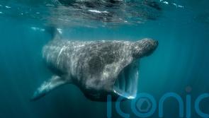 Ireland&rsquo;s basking sharks and other fish risk overheating, says &lsquo;sobering&rsquo; study