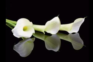 Deaths in Dundalk - Friday 10 April 2026