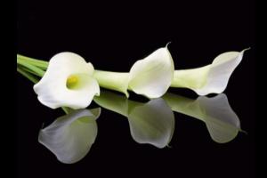 Deaths in Dundalk - Tuesday 14 April 2026