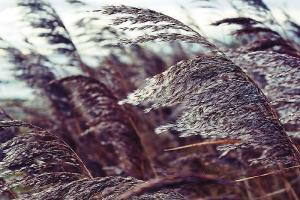 Louth Weather: Windy again with fresh to strong and gusty winds