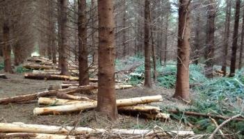 Forestry one to one clinic set to take place in Dundalk