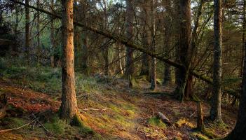 Louth named Ireland’s fourth most sustainable county