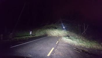 Trees down on roads in North Louth this morning